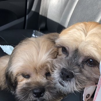 Dog Styling Boutique - Max & Shadow picking them up after the grooming service. - Pet Groomers Near Me - Glendora, California