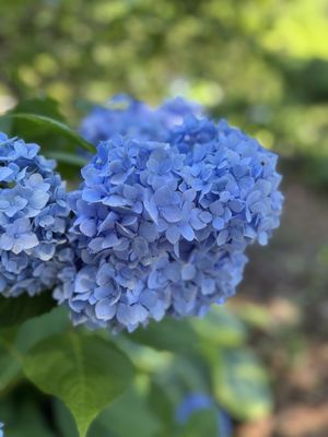 Lewis Ginter Botanical Garden by null