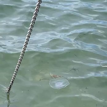 Hog Island Oyster - We seen a Jelly Fish while sitting outside above the water. - Seafood Near Me - Marshall, California Hog Island Oyster - We seen a Jelly Fish while sitting outside above the water. - Seafood Near Me - Marshall, California