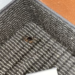 Sleep Inn - Dead crab in hotel room