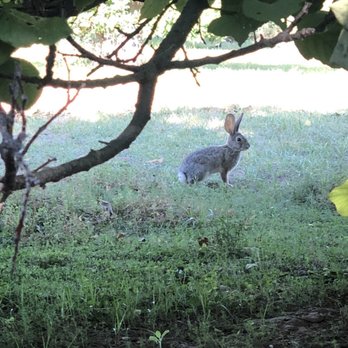 Veterans Oasis Park - Cottontail - Parks Near Me - Chandler, Arizona Veterans Oasis Park - Cottontail - Parks Near Me - Chandler, Arizona