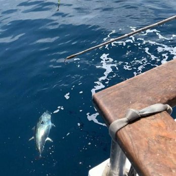 Searcher Sportfishing - Bluefin Tuna - Fishing Near Me - San Diego, California
