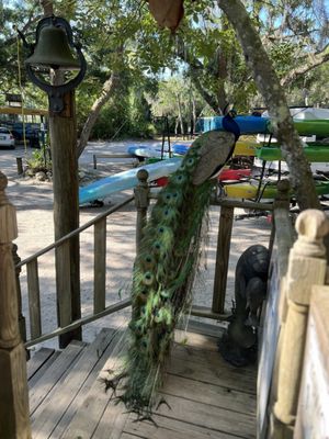 Canoe Outpost-Little Manatee River by null