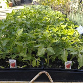 Santa Rosa Nursery 14 Photos Nurseries Gardening Ne Corner Santa Rosa Nursery 14 Photos
