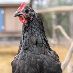 TFL Garden - Rooster