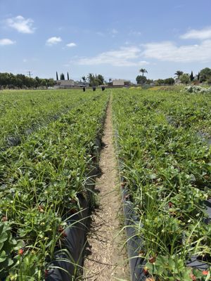 Family Farms by null