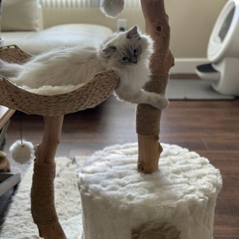 Pet Behavior Solutions - Hiding places and cat trees made a big difference - Pet Training Near Me - Scottsdale, Arizona Pet Behavior Solutions - Hiding places and cat trees made a big difference - Pet Training Near Me - Scottsdale, Arizona