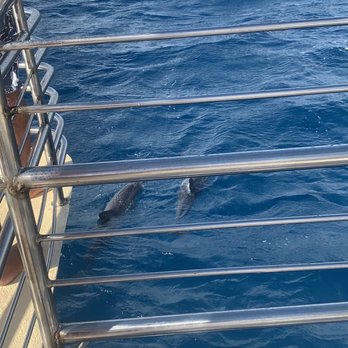 Blue Dolphin Charters - Boating Near Me - Eleele, Hawaii