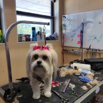 Pup N Suds - Pet Groomers Near Me Pup N Suds - Pet Groomers Near Me
