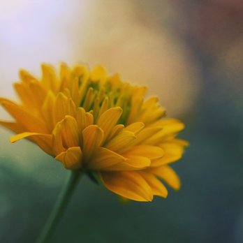 Red Lotus Acupuncture - Acupuncture Near Me