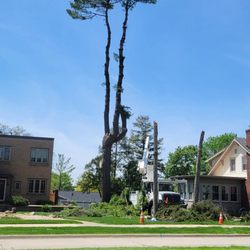 LT Tree Service