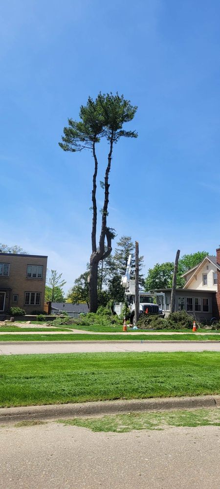 LT Tree Service - tree service in McGregor, IA