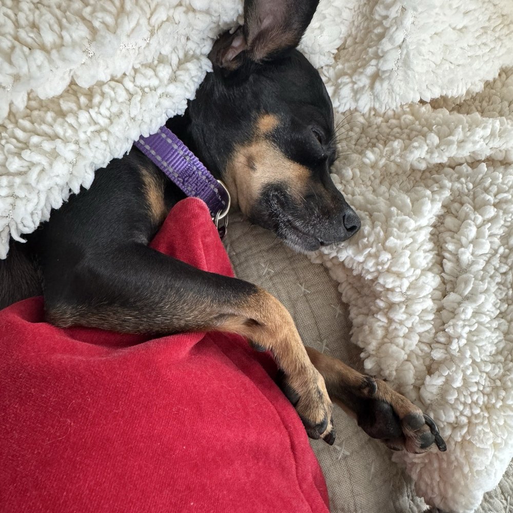 THE BEST 10 Doggy Play Groups in Solano County, CA - Updated 2026 - Quality  & Affordability - Yelp