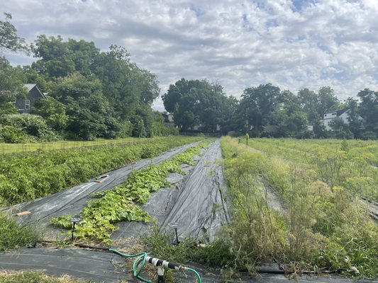 Boggy Creek Farm by null