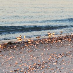 Seagull Beach - Baby seagulls