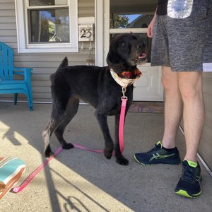 Love My Dawg Resort & Spa on Yelp