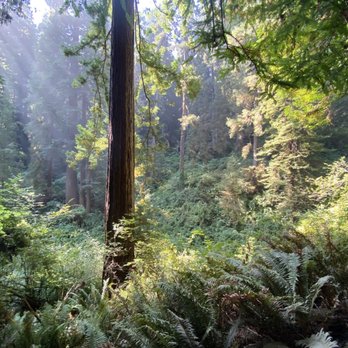 Trillium Falls Trail - Sunlight peeking thought the trees - Hiking Near Me