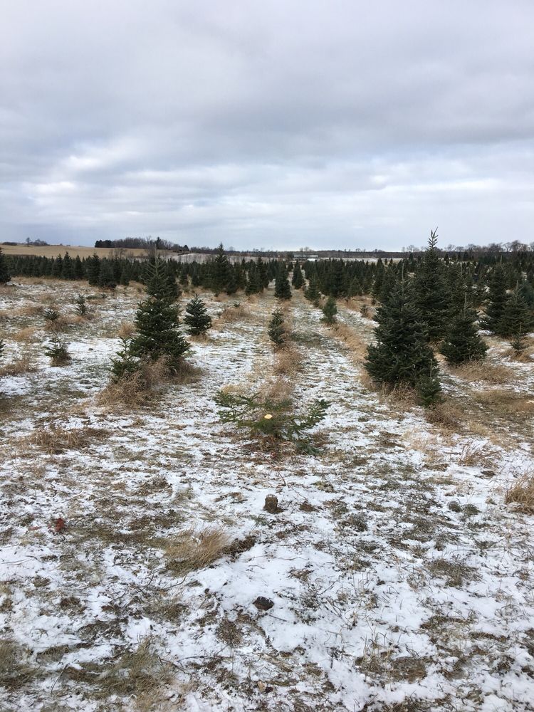 CAPAUL’S CHRISTMAS TREE FARM Updated June 2024 5897 River Rd, Waunakee, Wisconsin