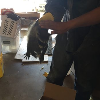 Wildlife Detectives - They estimate babies were 3 1/2 - 4 weeks old - that's the purring I had been hearing! - Pest Control Near Me - San Rafael, California Wildlife Detectives - They estimate babies were 3 1/2 - 4 weeks old - that's the purring I had been hearing! - Pest Control Near Me - San Rafael, California