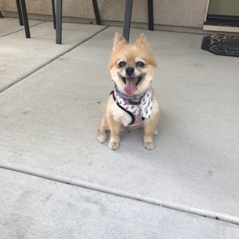 Del Paso Grooming - Today Shelby got her hair cut @ Del Paso Grooming! They did such a good job, thank you guys! - Pet Groomers Near Me - Sacramento, California Del Paso Grooming - Today Shelby got her hair cut @ Del Paso Grooming! They did such a good job, thank you guys! - Pet Groomers Near Me - Sacramento, California