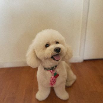 Rogue Rover Mobile Grooming - Pet Groomers Near Me Rogue Rover Mobile Grooming - Pet Groomers Near Me