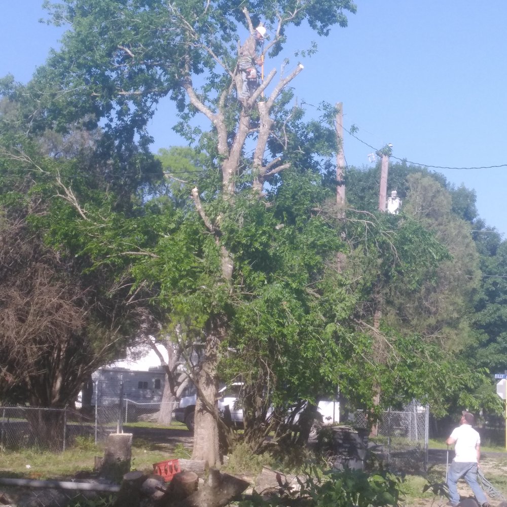 New Heights Tree Service - Tree Services Near Me - San Antonio, Texas New Heights Tree Service - Tree Services Near Me - San Antonio, Texas