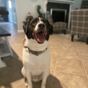 At Your Bark & Call Mobile Pet Salon - Pet Groomers Near Me