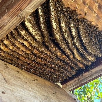2 Black Beekeepers - We do be removals Georgia certified - Honey Near Me - Douglasville, Georgia 2 Black Beekeepers - We do be removals Georgia certified - Honey Near Me - Douglasville, Georgia
