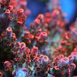 Ataquariums