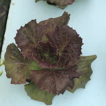 Waterkist Farm - Fruits & Veggies Near Me - Sanford, Florida Waterkist Farm - Fruits & Veggies Near Me - Sanford, Florida