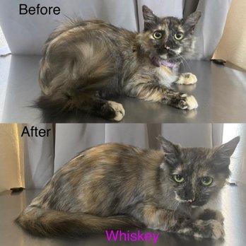 Blue Cat Grooming - Pet Groomers Near Me - Tucson, Arizona