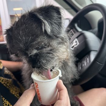 Dunkin - Zoey enjoyed her pup cup! - Coffee & Tea Near Me - Leesburg, Florida Dunkin - Zoey enjoyed her pup cup! - Coffee & Tea Near Me - Leesburg, Florida