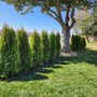 All Green Landscaping