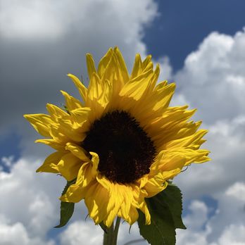 Stems & Vines - Florists Near Me - Burnsville, Minnesota Stems & Vines - Florists Near Me - Burnsville, Minnesota