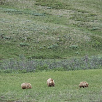 Denali National Park - Parks Near Me Denali National Park - Parks Near Me