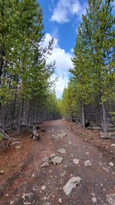 Biscuit Basin by null