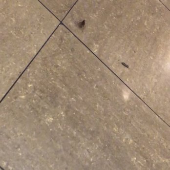 Hibachi Grill & Buffet - This was a roach crawling on the floor. Very disgusting. Came from the back of the hibachi area - Chinese Near Me - Baytown, Texas Hibachi Grill & Buffet - This was a roach crawling on the floor. Very disgusting. Came from the back of the hibachi area - Chinese Near Me - Baytown, Texas