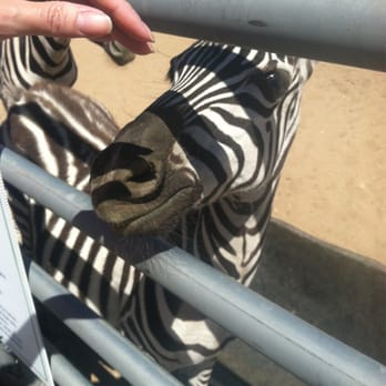 Windswept Ranch - Zebras - Petting Zoos Near Me - Rosamond, California