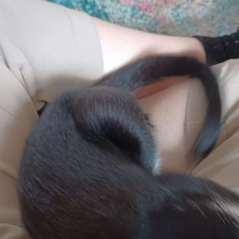 Right Meow Cat Cafe - Lower half of mostly black kitten curled up in my lap. - Themed Cafes Near Me - Fuquay Varina, North Carolina Right Meow Cat Cafe - Lower half of mostly black kitten curled up in my lap. - Themed Cafes Near Me - Fuquay Varina, North Carolina