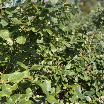 Tom West Blueberries - Pick Your Own Farms Near Me - Ocoee, Florida