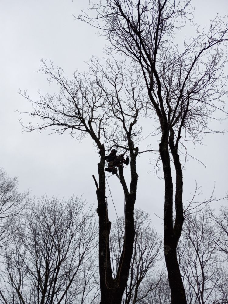 NEED TREE WORK ? Updated April 2024 20 Photos 250 Dedham St