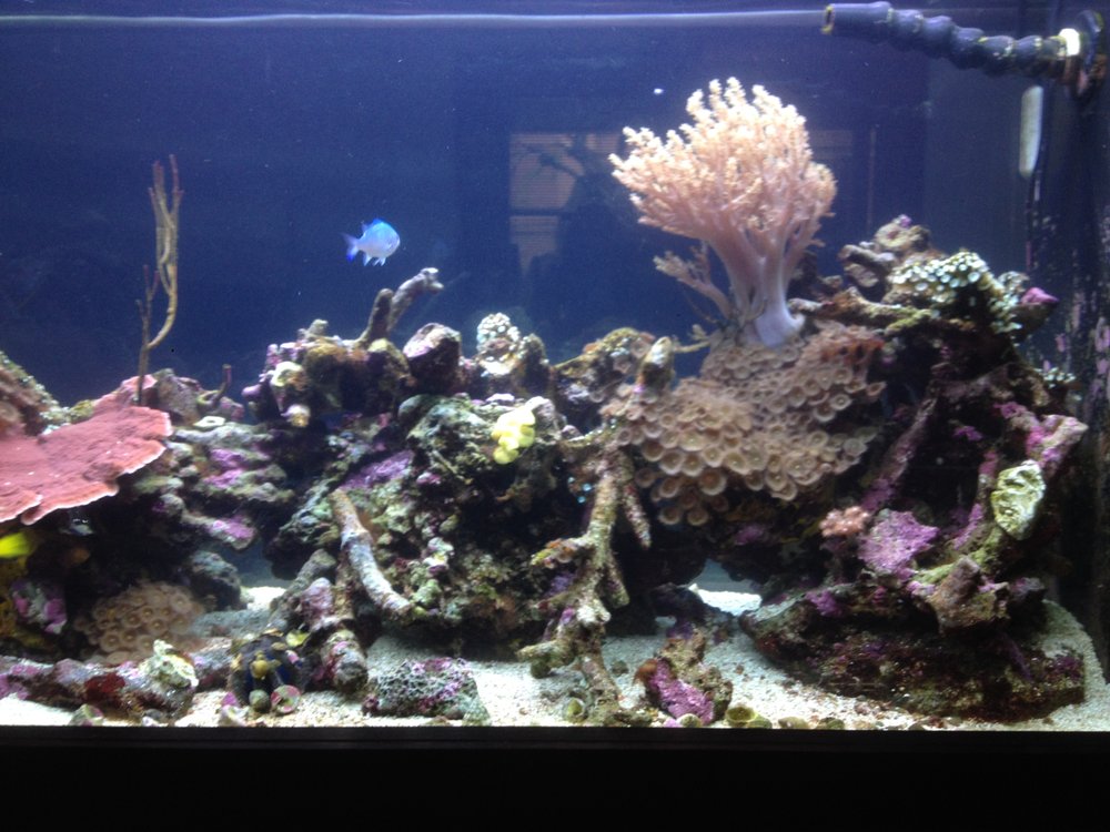 PACIFIC AQUARIUMS Aquarium Services San Diego, CA Phone Number Yelp