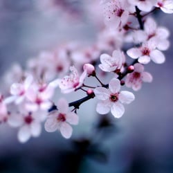 Silicon Valley Tutoring - Silicon Valley Tutoring cherry blossom