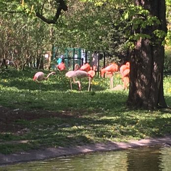 Stadtpark - Hier gibt es sogar Flamencos - Parks Near Me - Mainz, RP
