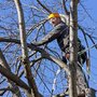 Photo of Acorn Tree Service