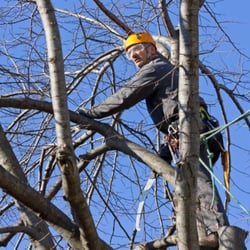 Acorn Tree Service