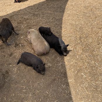 SoCalMiniPigs - Pet Breeders Near Me - Valley Center, California SoCalMiniPigs - Pet Breeders Near Me - Valley Center, California