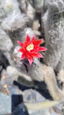 Ganna Walska Lotusland by null