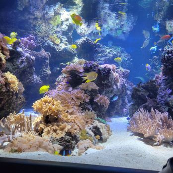 National Aquarium - Aquariums Near Me - Baltimore, Maryland National Aquarium - Aquariums Near Me - Baltimore, Maryland