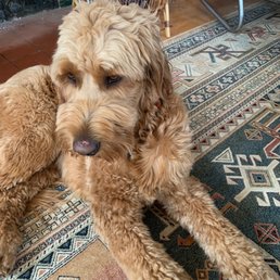 My dog